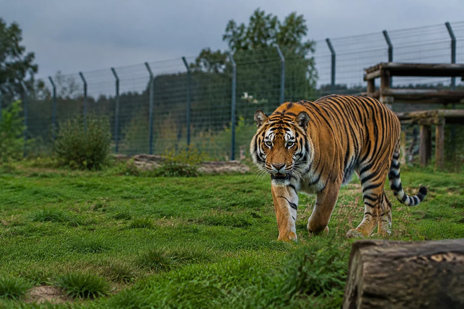 Daily Agent photo for: Man dies after tiger attack at Yorkshire Wildlife Park